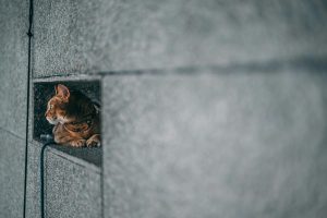 Smart Window Sensors for Home Security Alerts