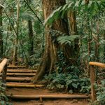 Jungle Lodges Offering Rainforest Sunrise Treks