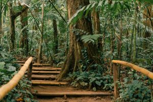 Jungle Lodges Offering Rainforest Sunrise Treks