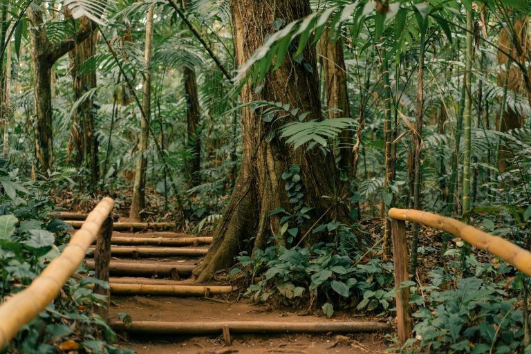 Jungle Lodges Offering Rainforest Sunrise Treks