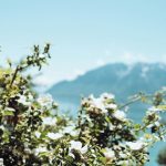 Scenic Rail Routes Crossing Multiple Picturesque Regions