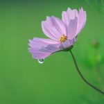 Wildflower Bloom Destinations for Springtime Vacations