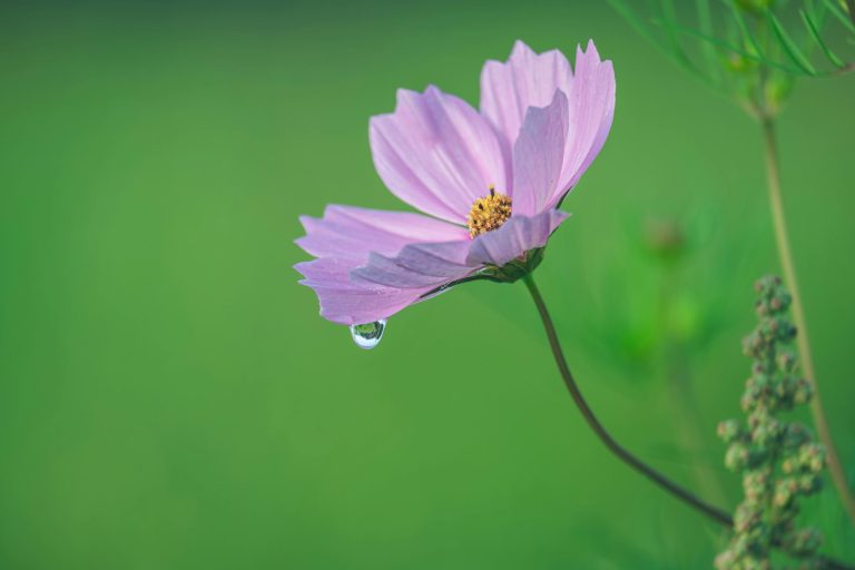 Wildflower Bloom Destinations for Springtime Vacations