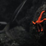 Ocean Diving Spots Renowned for Underwater Photography