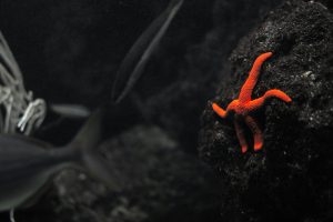 Ocean Diving Spots Renowned for Underwater Photography
