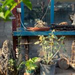 Integrating agriculture education into urban school settings