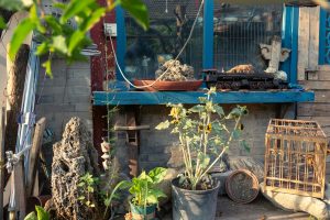 Integrating agriculture education into urban school settings